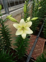 [5066 Ercolano No01.JPG]